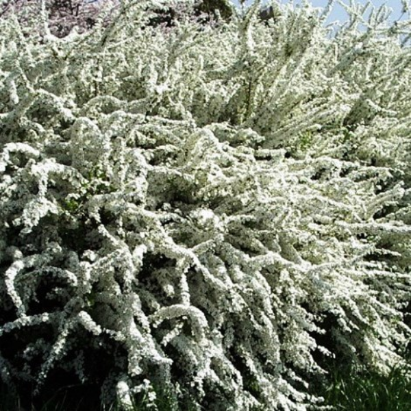 Спирея ниппонская "Сноумаунд"