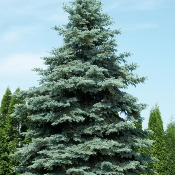 Ель колючая