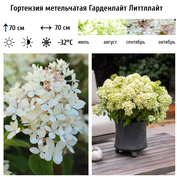 Основное изображение товара