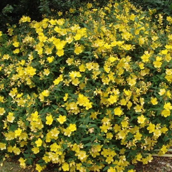 Зверобой "Хидкот"