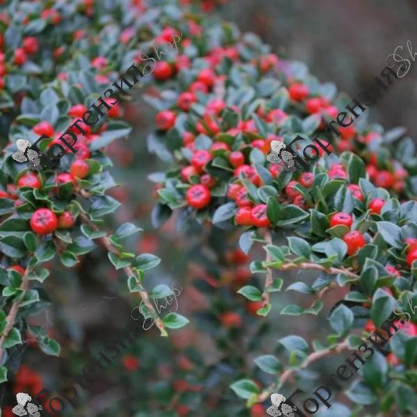 Кизильник горизонтальный