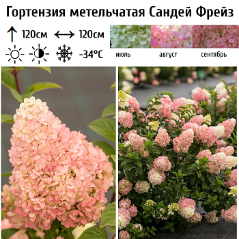 Гортензия метельчатая "Сандей Фрейз" 