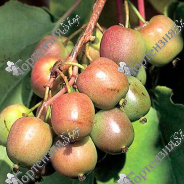 Актинидия аргута "Женева"