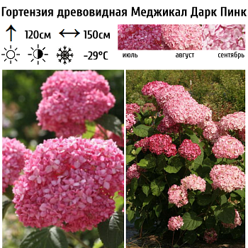 Гортензия древовидная "Меджикал Дарк Пинк" 