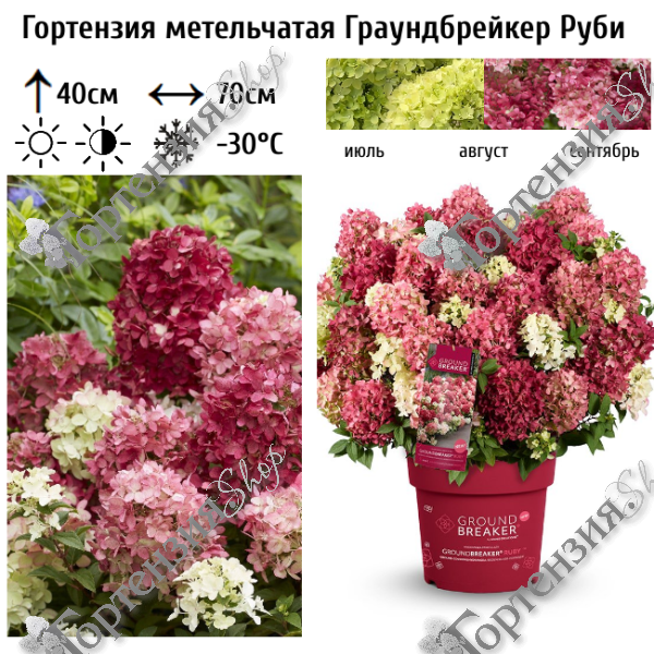Гортензия метельчатая "Граундбрейкер Руби"
