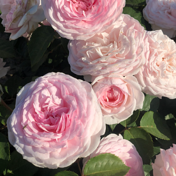 Роза флорибунда Д. Остин "Olivia Rose" 