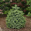Ель ситхинская 