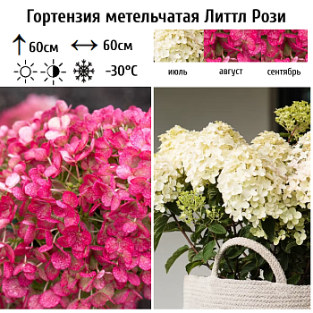 Гортензия метельчатая "Литтл Рози" 