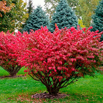 Бересклет крылатый (Euonymus alatus)  