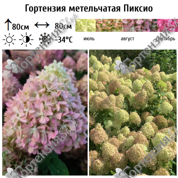 Гортензия метельчатая Пиксио