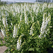 Котовник фассена 