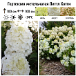 Гортензия метельчатая 