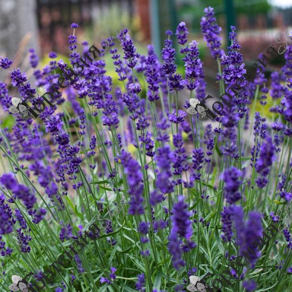Лаванда узколистная "Хидкоте"
