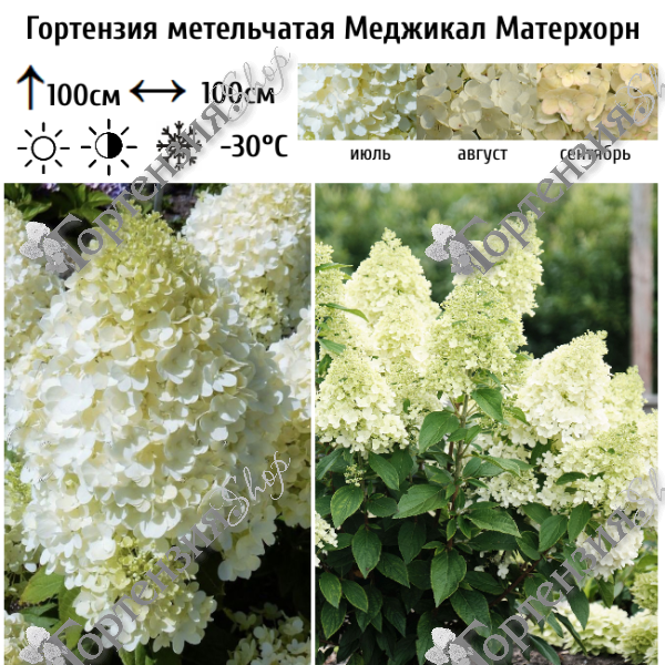 Гортензия метельчатая "Меджикал Матерхорн"