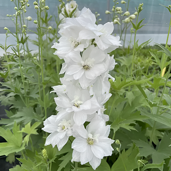 Дельфиниум  "Мунбим" 