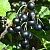 Смородина
