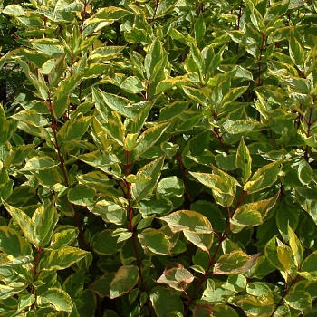 Дерен белый "Шпэти" 