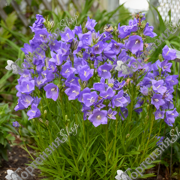 Колокольчик персиколистный