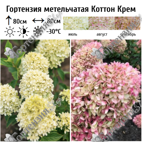 Гортензия метельчатая "Коттон Крем"