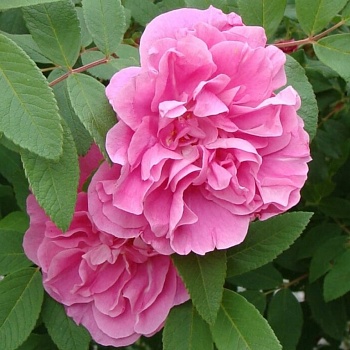 Роза Ругоза (Rosa rugosa) канадская "Therese Bugnet" 