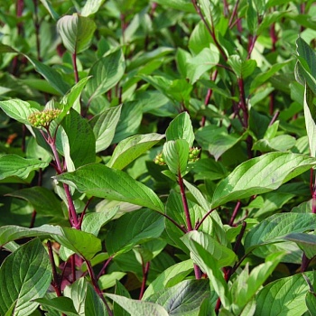 Дерен белый "Сибирика" 