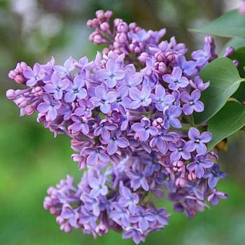 Сирень обыкновенная 